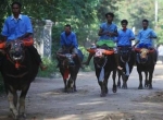 مسابقه بوفالو سواری در جشنی به همین نام درمنطقه کاندال کامبوج (ساندی تایمز)
