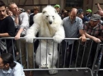 یکی از معترضین جنبش «سیل وال استریت» در لباس خرس قطبی در نیویورک (استریت تایمز)