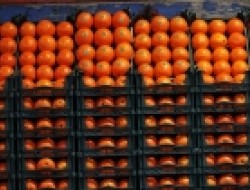 وزارت جهاد کشاورزی: برای شب عید مجبوریم پرتقال وارد کنیم!