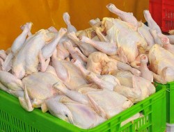 کمبود مرغ نداریم/عرضه مرغ منجمد کیلویی ۵۹۰۰ تومان