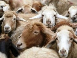ممنوعیت صادرات گوسفند هم گوشت را ارزان نکرد