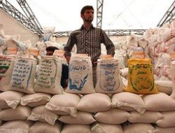 دستور جدید حجتی برای بازار برنج/ خرید حمایتی برنج ایرانی