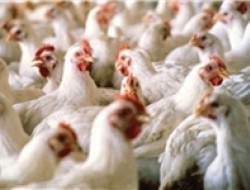 آنفولانزای پرندگان ۴۸۸ مرغداری را از بین برد/ پرداخت ۳۰۰ میلیارد تومان غرامت بیمه‌ به مرغداران