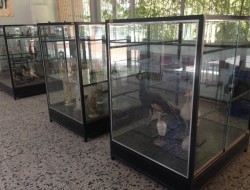 موزه "جانورشناسی" دانشگاه شهید بهشتی در آستانه تعطیلی/همکاری ناموفق با موزه دارآباد