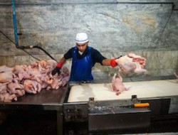 قیمت مرغ در بازار، ۲۰ درصد گران‌تر از نرخ مصوب!
