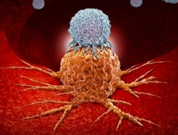 افزایش ایمنی بدن برابر سرطان با کمک یک پروتئین جدید