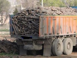کشف 9 تن چوب جنگلی قاچاق در سنقروکلیایی