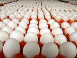 جلوگیری از واردات ۹۰۰ هزار تنی تخم‌مرغ باکنترل آنفلوآنزای فوق حاد پرندگان