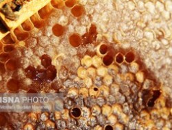 بساط تولید عسل بی‌کیفیت در اردبیل برچیده شده است؟