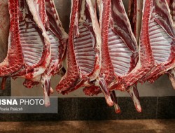 افزایش قیمت دام و احتمال گران شدن گوشت قرمز