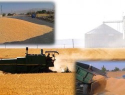 خرید بیش از ۱۳ هزار تن گندم از کشاورزان کرمانشاهی