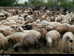 چرا مرغ و گوشت گران شد؟ قیمت گوسفند زنده در مرز عراق ۹۰ هزار تومان/رئیس شورای دام: گوسفند در داخل متقاضی ندارد