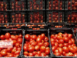 کاهش قیمت گوجه فرنگی و تکرار مشکل هرساله کشاورزان کرمانشاهی