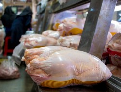 نه مصرف‌کنندگان از مرغ 18 هزار تومانی راضی‌اند و نه تولیدکنندگان!