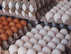 صادرات، نقشی در گرانی تخم مرغ ندارد