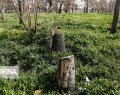 دادستان: ۷۲۹ نفر به دلیل تخریب منابع طبیعی در کرمانشاه محکوم شدند