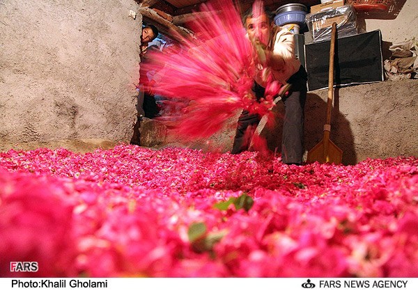 جشنواره گل محمدی در شهرستان اسکو