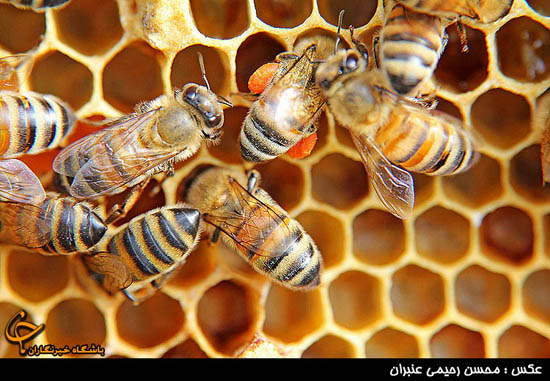 تصاوير بسيار زيبا از پرورش زنبور عسل/ گزارش تصويري