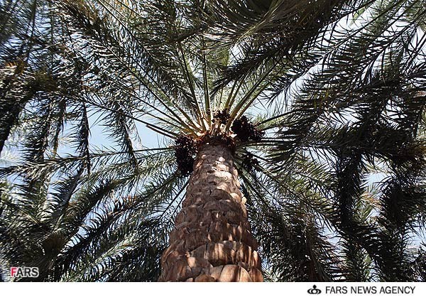 خرما برداشت شده از نخلستانهای شهرستان ریگان/گزارش تصویری