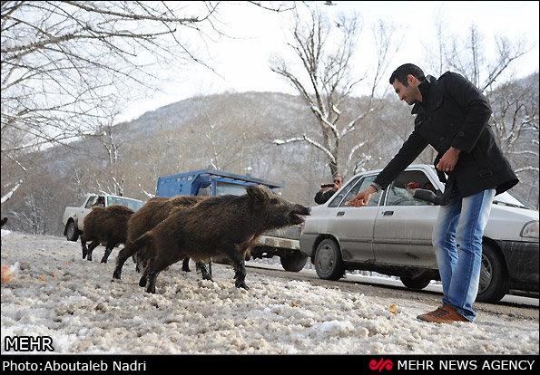 طبیعت زمستانی پارک ملی گلستان