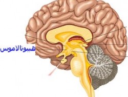 مغز چگونه ترس را شناسایی می‌کند؟