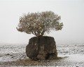 عجیب ترین درخت ایران +عکس