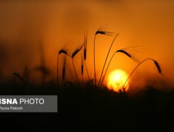 فسادی در گندم وجود ندارد که تایید کنیم