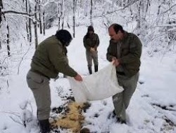 دانه‌پاشی دستی برای پرندگان وحشی ممنوع