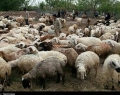 چرا مرغ و گوشت گران شد؟ قیمت گوسفند زنده در مرز عراق ۹۰ هزار تومان/رئیس شورای دام: گوسفند در داخل متقاضی ندارد