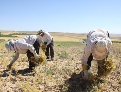 جامانده خانواده حبوبات در انتظار قیمت واقعی